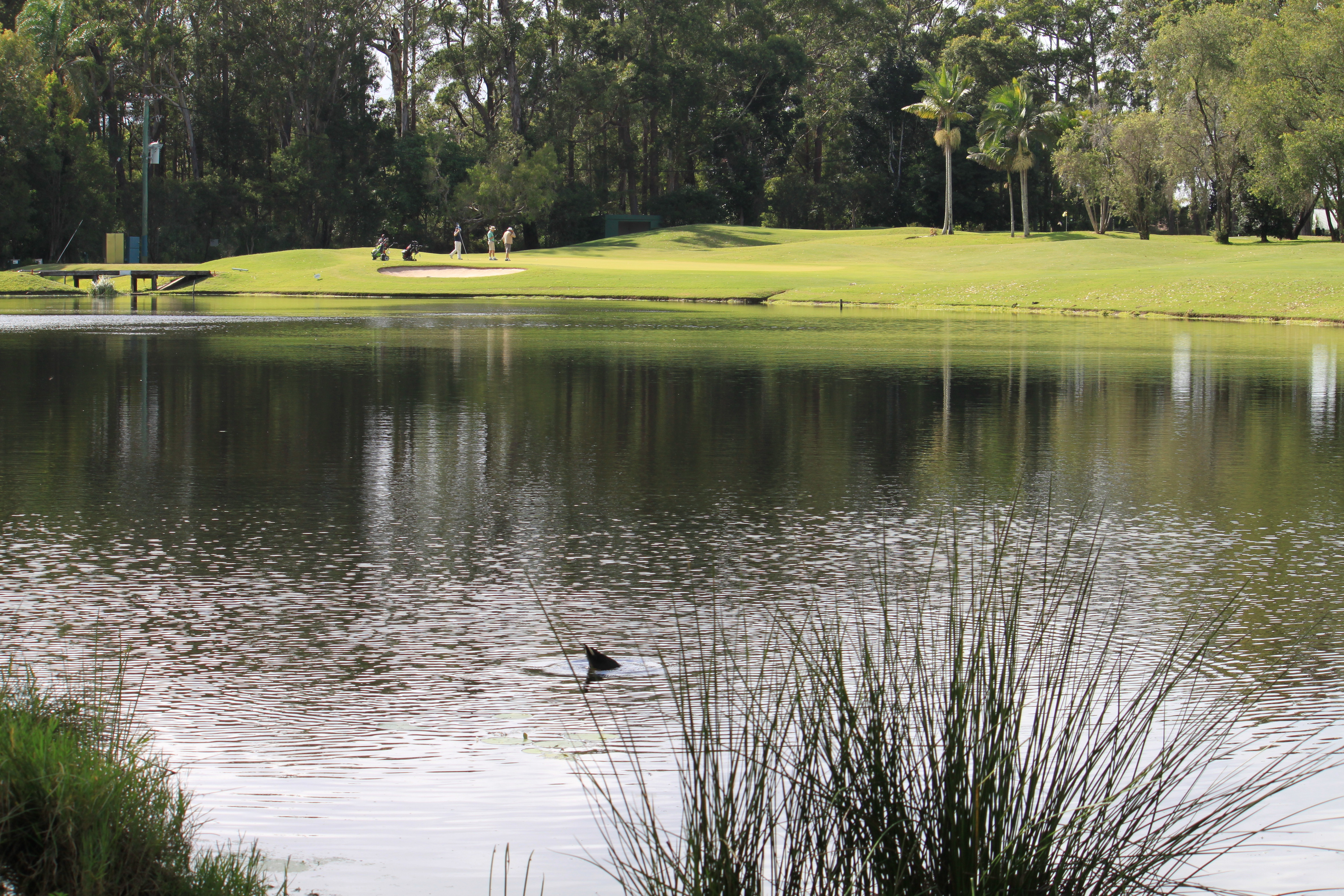 Headland golf